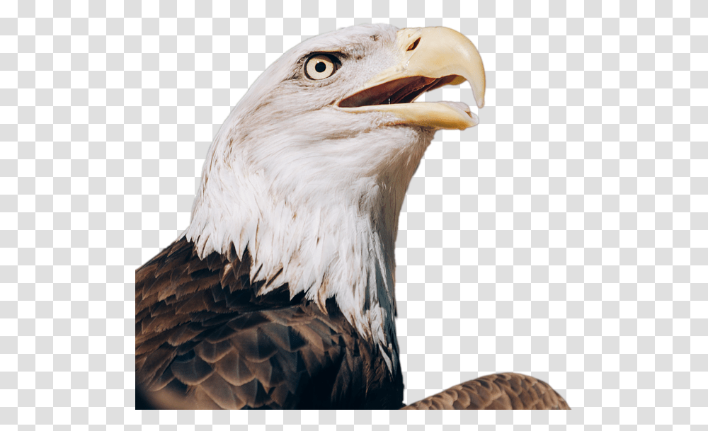Download Free Eagle Images Bald Eagle Screaming Background, Bird, Animal, Beak Transparent Png