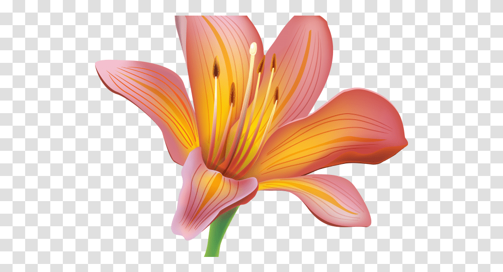 Download Free Easter Lily Clipart Lily Flower, Plant, Blossom, Bird, Animal Transparent Png