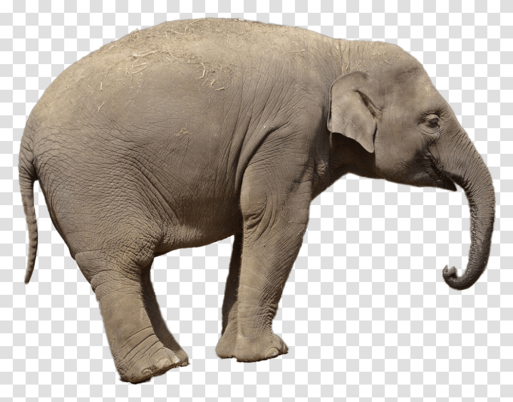 Download Free Elephant Images Asian Elephant Background, Wildlife, Mammal, Animal Transparent Png