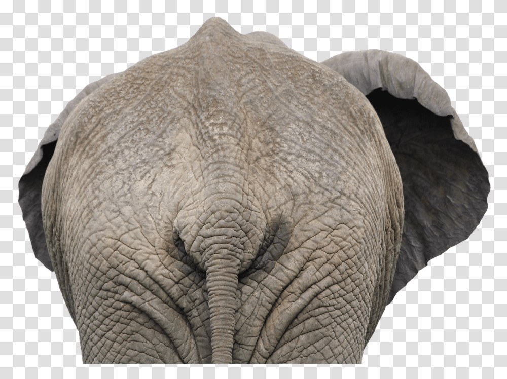 Download Free Elephant Images Elephant Back View, Wildlife, Mammal, Animal Transparent Png