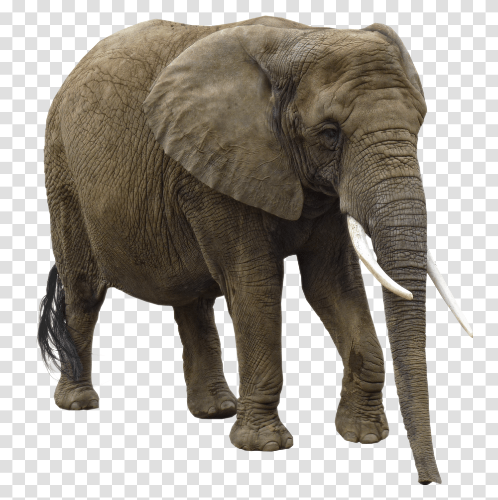 Download Free Elephant Images Elephant Background, Wildlife, Mammal, Animal Transparent Png