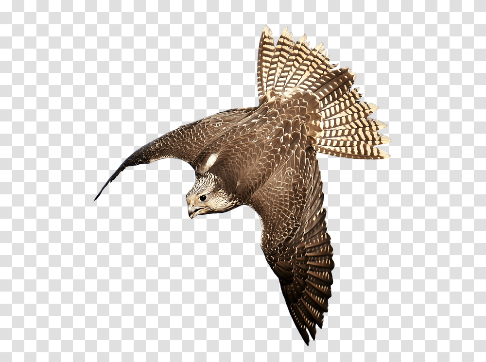 Download Free Falcon Birds Images Bird Of Prey, Animal, Accipiter, Buzzard, Hawk Transparent Png