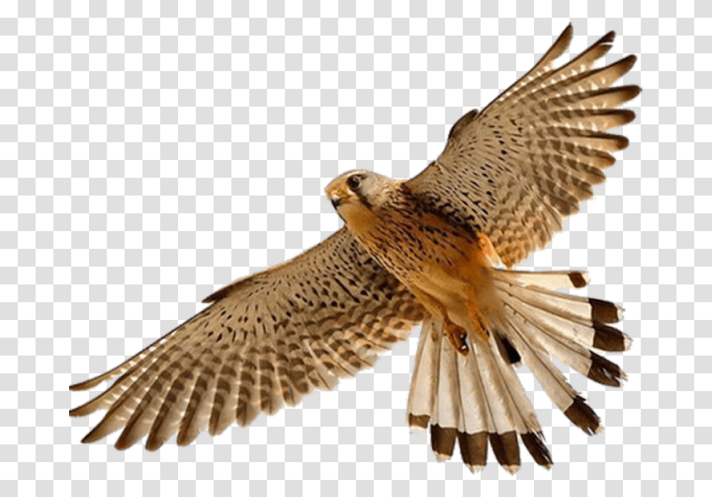 Download Free Falcon Birds Images Falcon, Animal, Hawk, Buzzard, Accipiter Transparent Png