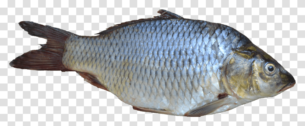 Download Free Fish Fish, Animal, Herring, Sea Life, Sardine Transparent Png