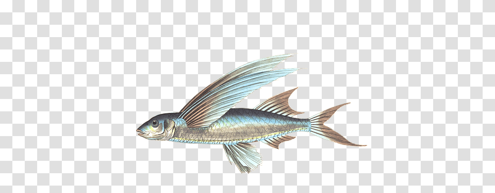 Download Free Fish Images Flying Fish, Animal, Water, Aquatic, Sea Life Transparent Png