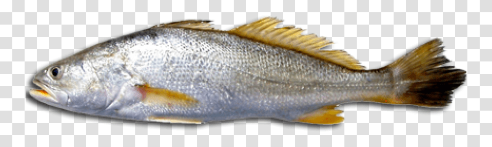 Download Free Fish Images Que Es La Corvina, Animal, Sea Life, Herring, Perch Transparent Png