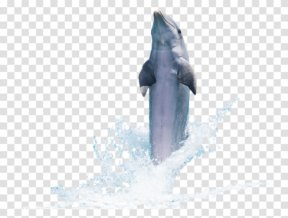Download Free Fish Images Sea Dolphin, Mammal, Animal, Snowman, Winter Transparent Png