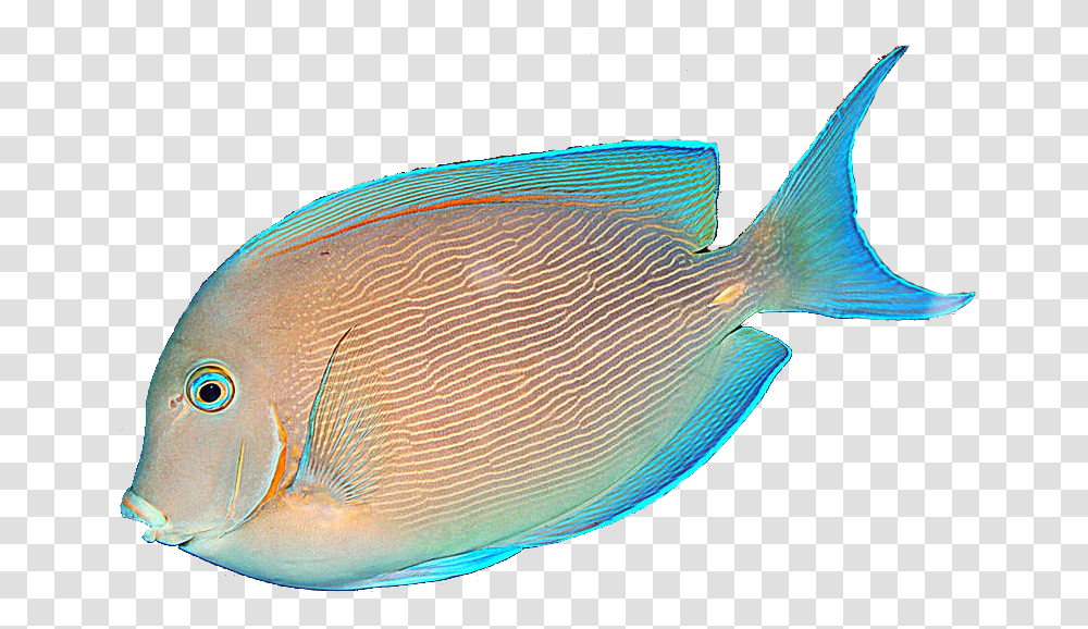 Download Free Fish Images Tropical Fish No Background, Surgeonfish, Sea Life, Animal, Angelfish Transparent Png