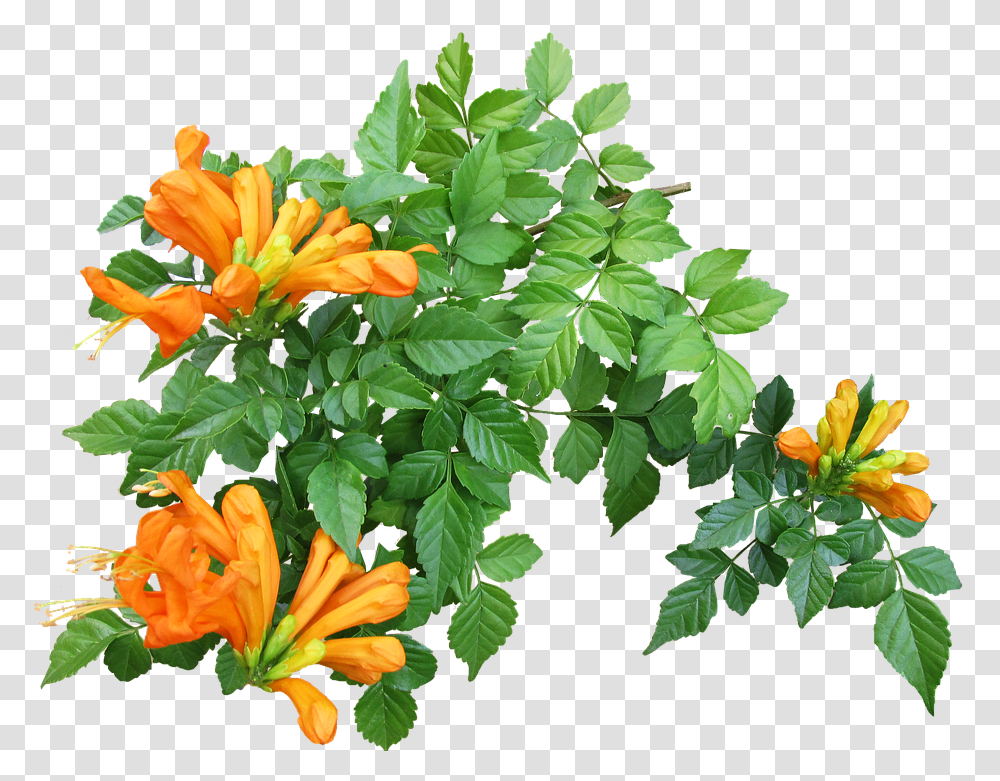 Download Free Flower Creeper Plant Creeper, Blossom, Leaf, Potted Plant, Vase Transparent Png