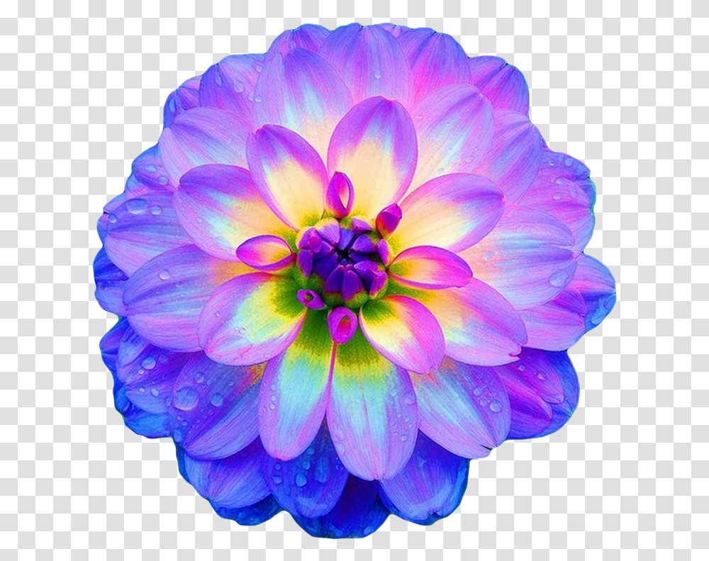 Download Free Flowers Beautiful Real Pictures Of Flowers, Dahlia, Plant, Blossom, Pattern Transparent Png