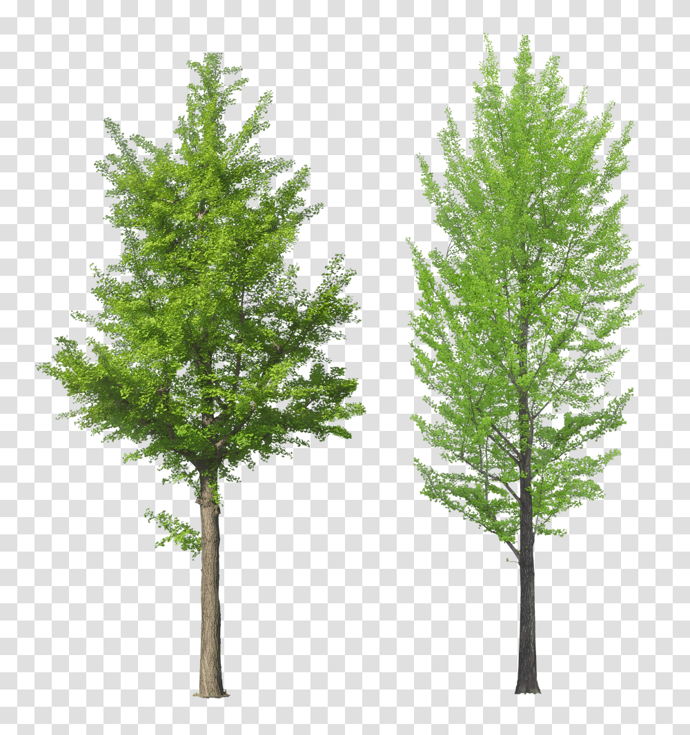 Download Free Forest Trees Tree Front View Transparent Png