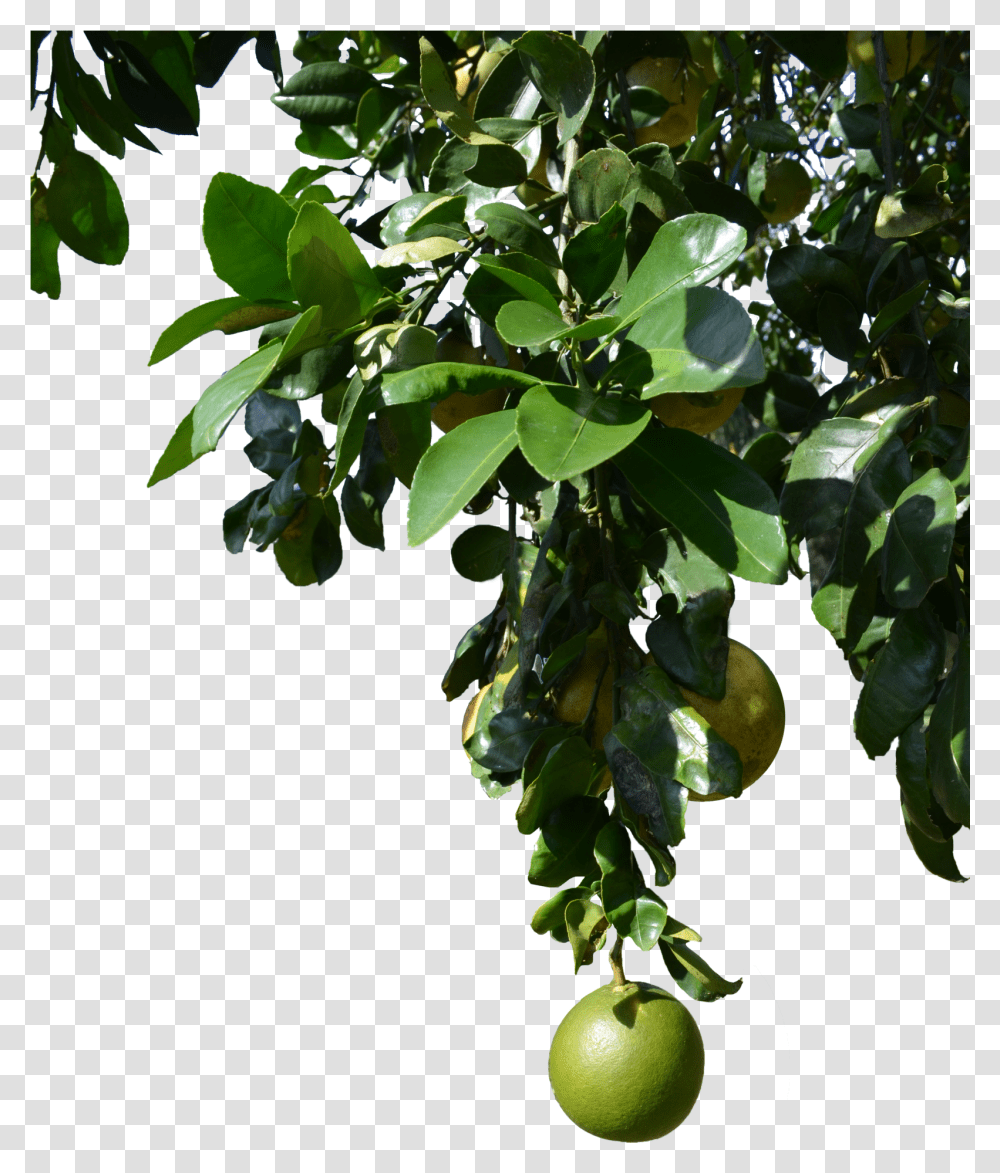 Download Free Fruit Tree Fruit With Tree, Plant, Food, Produce, Leaf Transparent Png