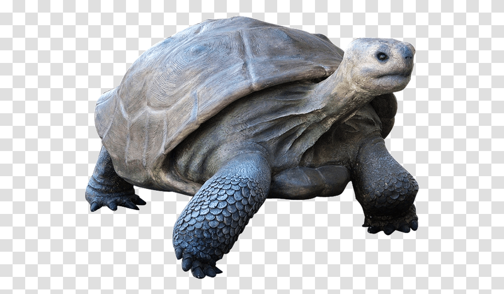 Download Free Galapagos Tortoise Turtle, Reptile, Sea Life, Animal, Sea Turtle Transparent Png