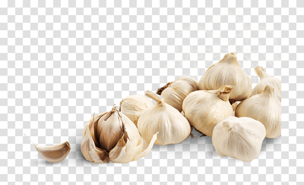 Download Free Garlic Image Background High Resolution Garlic, Plant, Vegetable, Food, Bird Transparent Png