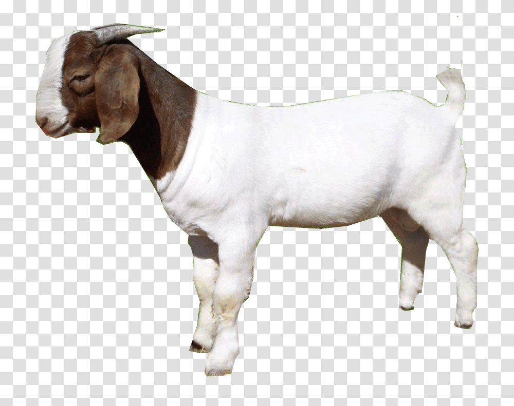 Download Free Goat Goat, Mammal, Animal, Dog, Pet Transparent Png