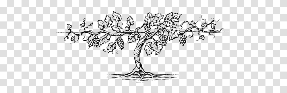 Download Free Grape Vine 92 Images In Collection Grape Vine Tree Drawing, Cross, Symbol, Snowflake, Crystal Transparent Png