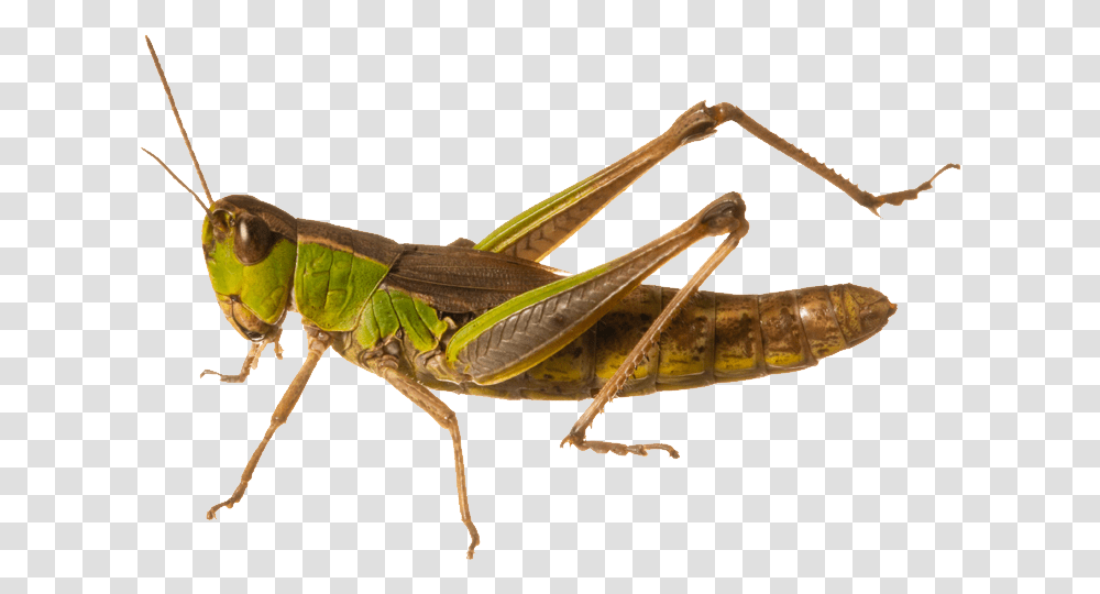 Download Free Grasshopper Grasshopper, Insect, Invertebrate, Animal, Grasshoper Transparent Png