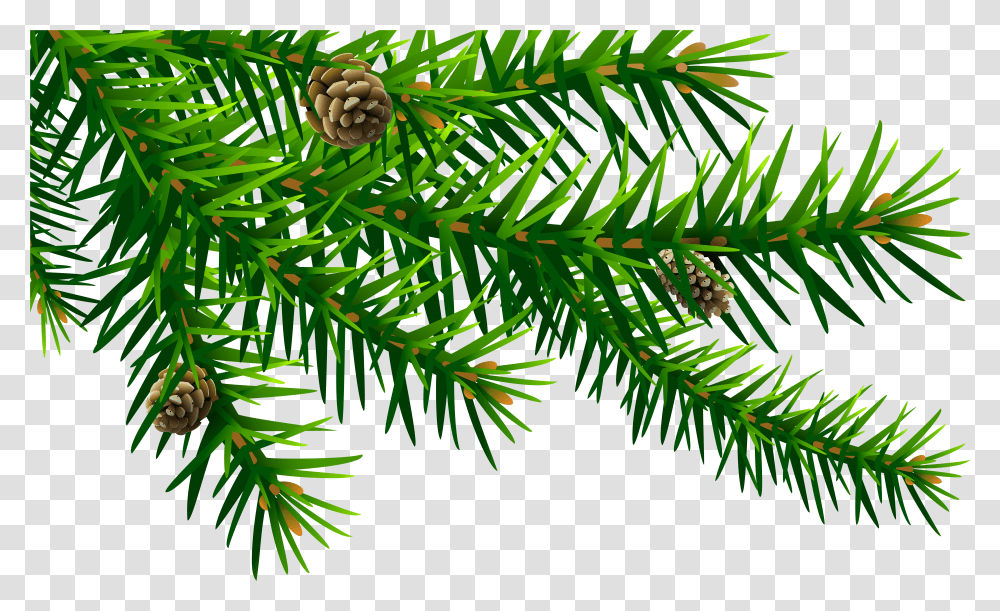 Download Free Green Pine Branch Pine Branch Clip Art Transparent Png