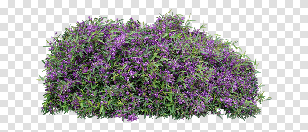 Download Free Ground Cover Flowering Shrubs For Full Sun Australia, Purple, Plant, Bush, Vegetation Transparent Png