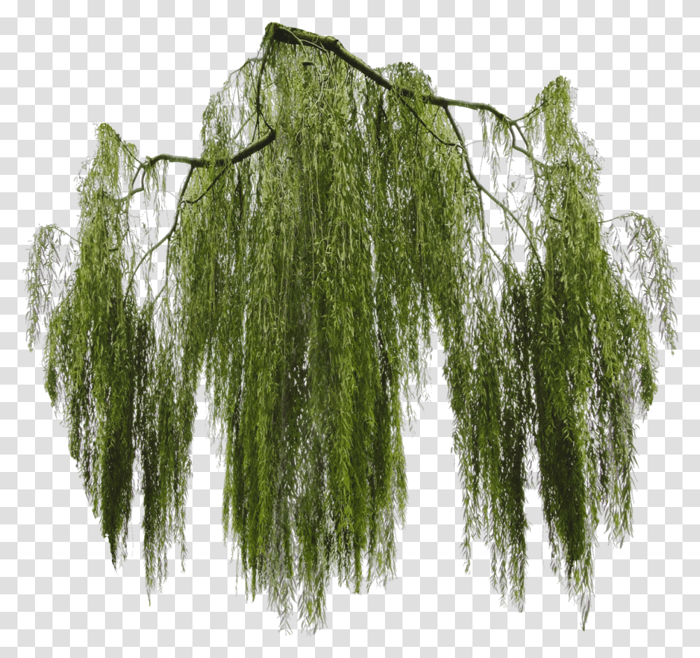 Download Free Hanging Moss Willow Tree Branch, Plant,  Transparent Png