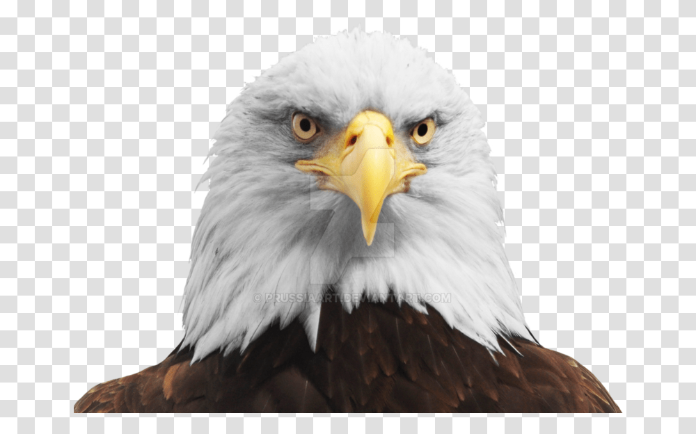 Download Free Hd Eagle Head Background, Bird, Animal, Bald Eagle, Beak Transparent Png