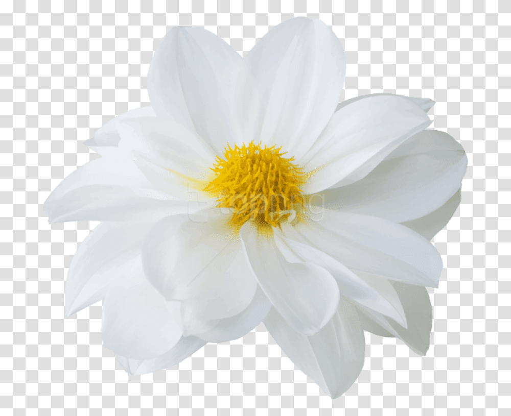 Download Free Hd Latest Beautiful White Flower Sacred Lotus, Plant, Blossom, Anther, Anemone Transparent Png