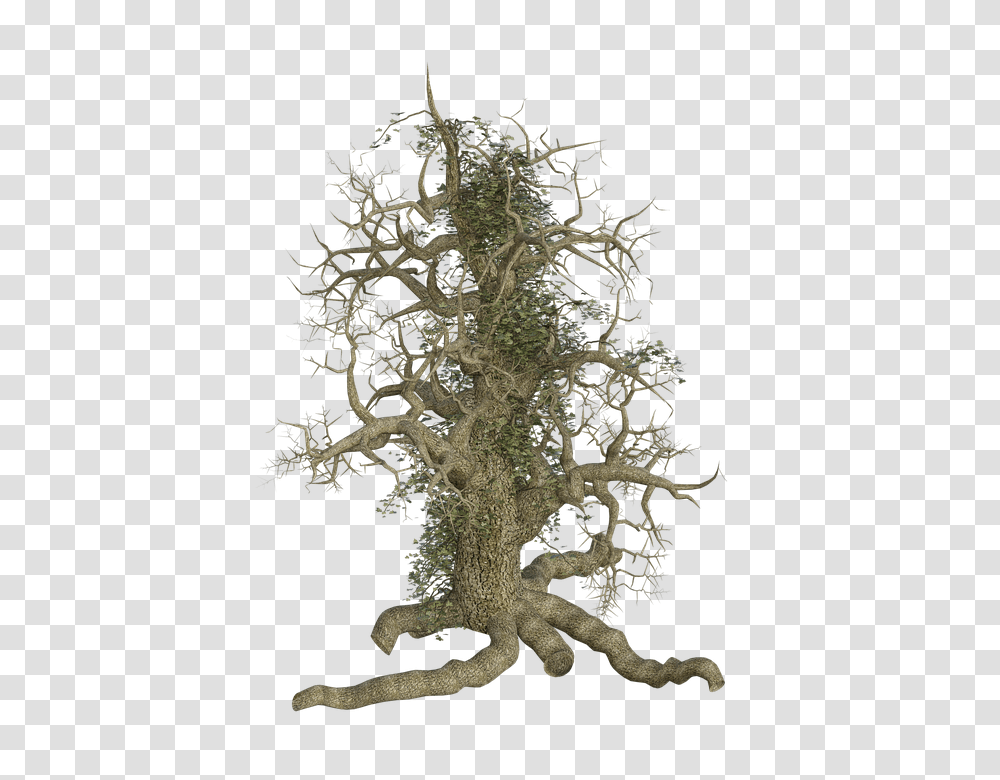 Download Free Hd Tree Log Old Root Creeper Ivy Creepy Tree Root In, Plant, Cross, Symbol, Conifer Transparent Png