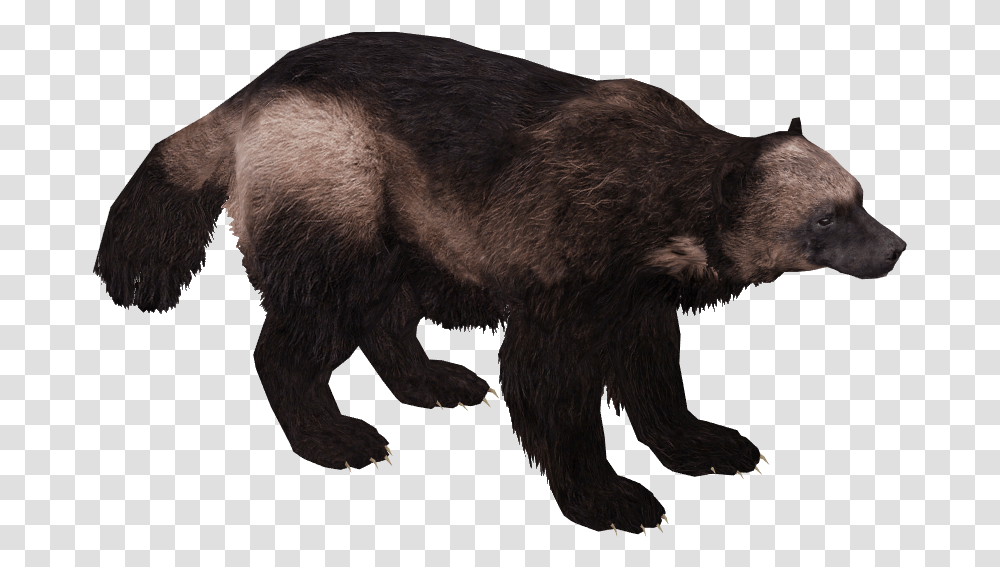 Download Free Hd Wolverine Animal Wolverine Animal, Bear, Wildlife, Mammal, Brown Bear Transparent Png