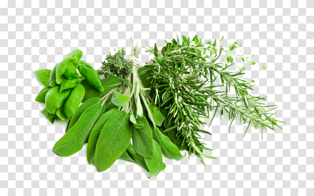 Download Free Herbs Pic Herb, Potted Plant, Vase, Jar, Pottery Transparent Png