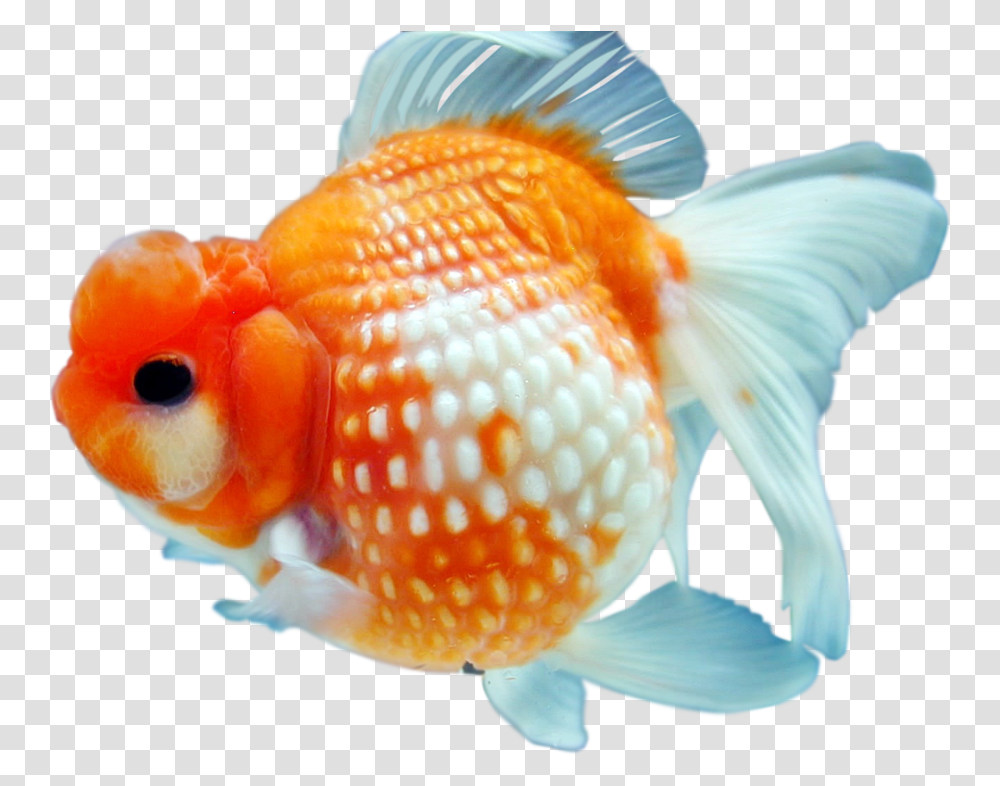 Download Free Hq Image Gold Fish, Goldfish, Animal Transparent Png