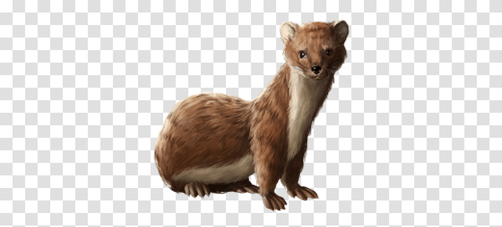 Download Free Huge Item Weasel 01 Weasel, Wildlife, Mammal, Animal, Bird Transparent Png
