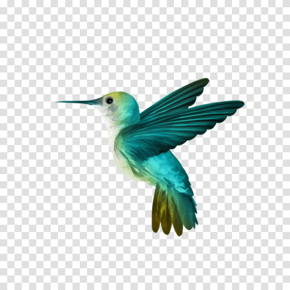 Download Free Hummingbird Hummingbird, Bluebird, Animal, Jay, Blue Jay Transparent Png