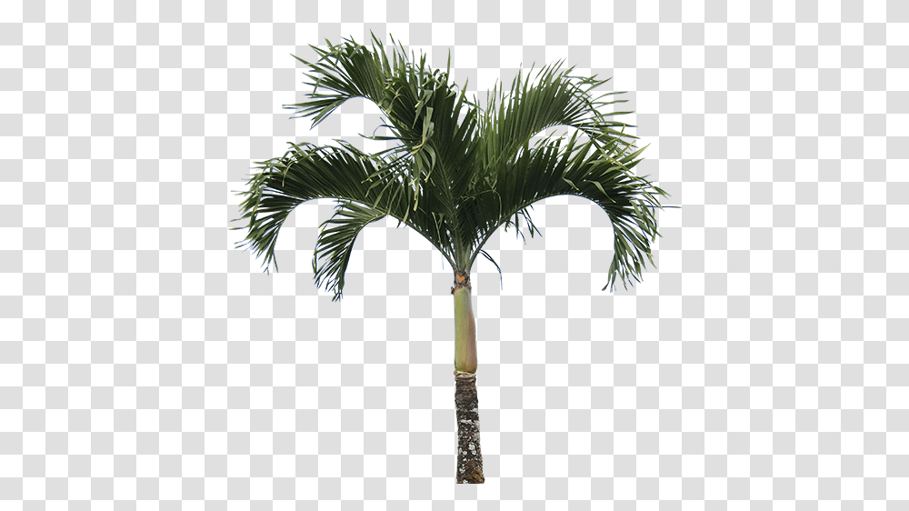 Download Free Icons Palm Tree Texture Full Size Real Palm Tree, Plant, Arecaceae, Tropical Transparent Png