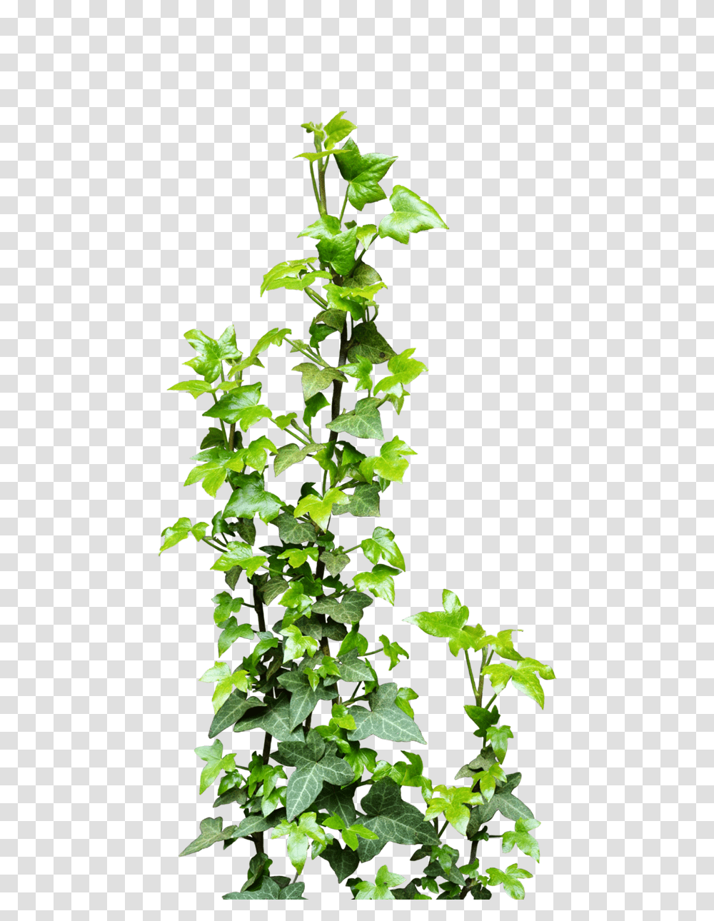 Download Free Icons Vines, Plant, Ivy Transparent Png