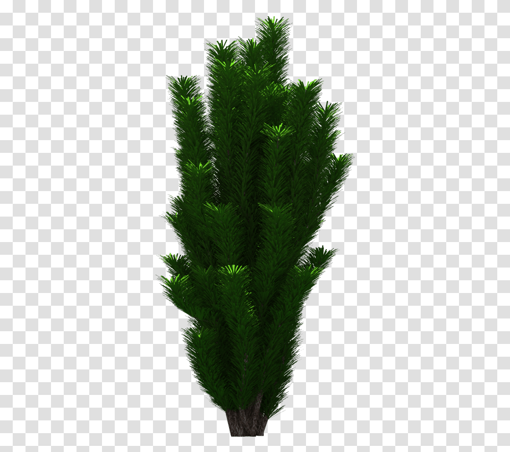 Download Free Images Free Artificial Aquarium Plant, Water, Moss, Tree, Aquatic Transparent Png