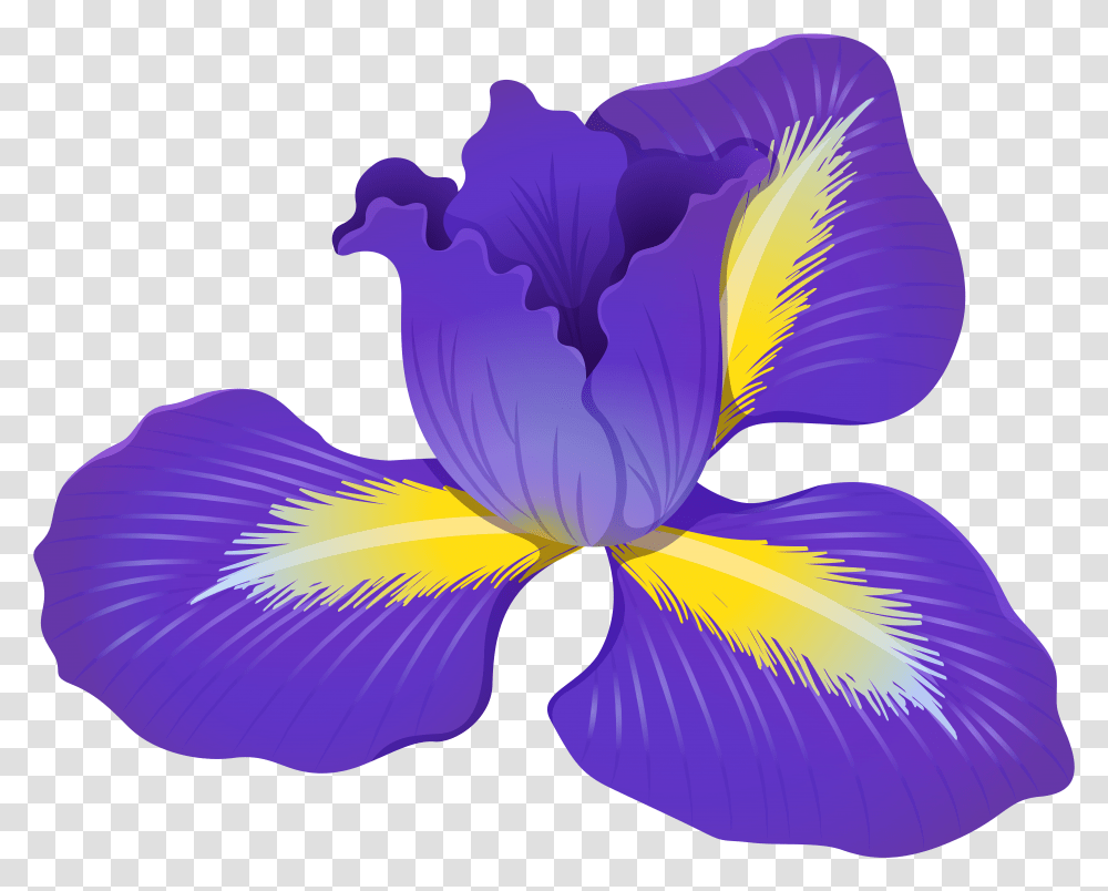 Download Free Iris Flower Clipart Gallery Transparent Png