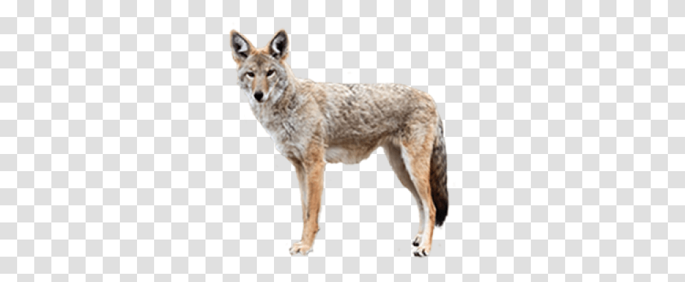 Download Free Jackal Jackal, Coyote, Mammal, Animal, Dog Transparent Png