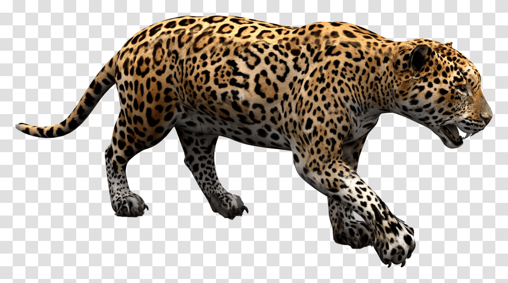 Download Free Jaguar Jaguar, Panther, Wildlife, Mammal, Animal Transparent Png