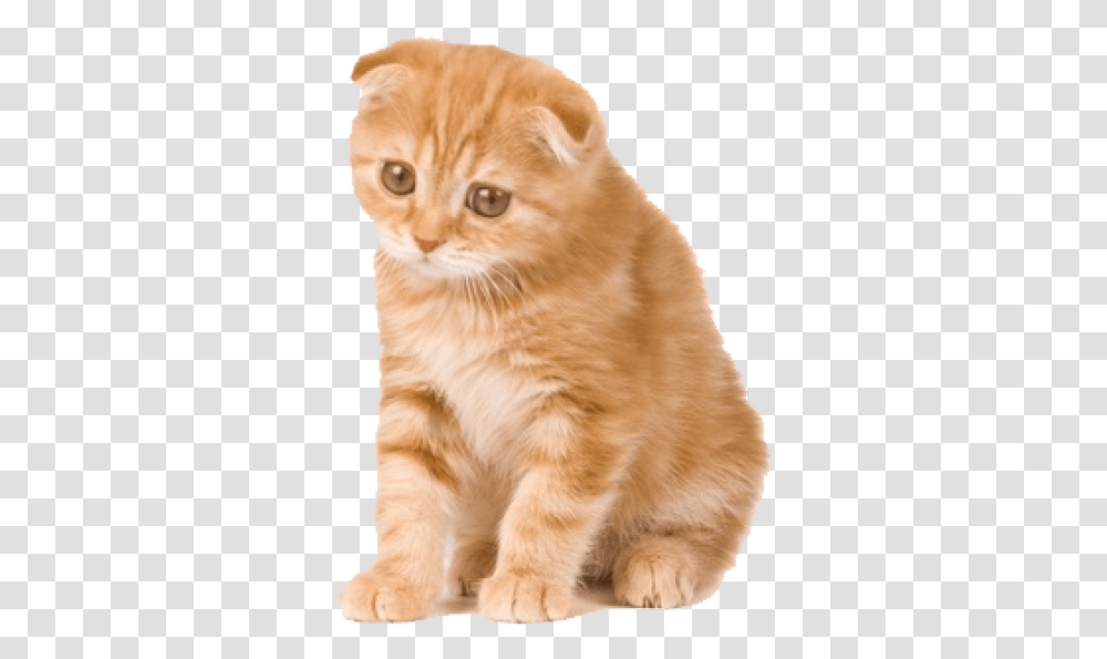 Download Free Kitten Clipart Sad Orange Scottish Fold Kittens Orange, Cat, Pet, Mammal, Animal Transparent Png