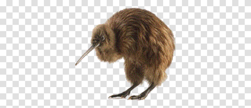 Download Free Kiwi Bird Kiwi, Animal Transparent Png