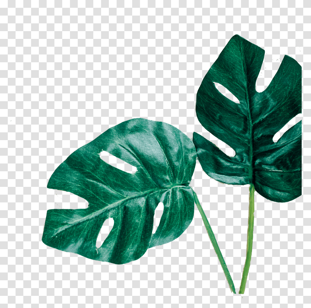 Download Free Leafs Leafs Minimal, Plant, Veins, Person, Human Transparent Png