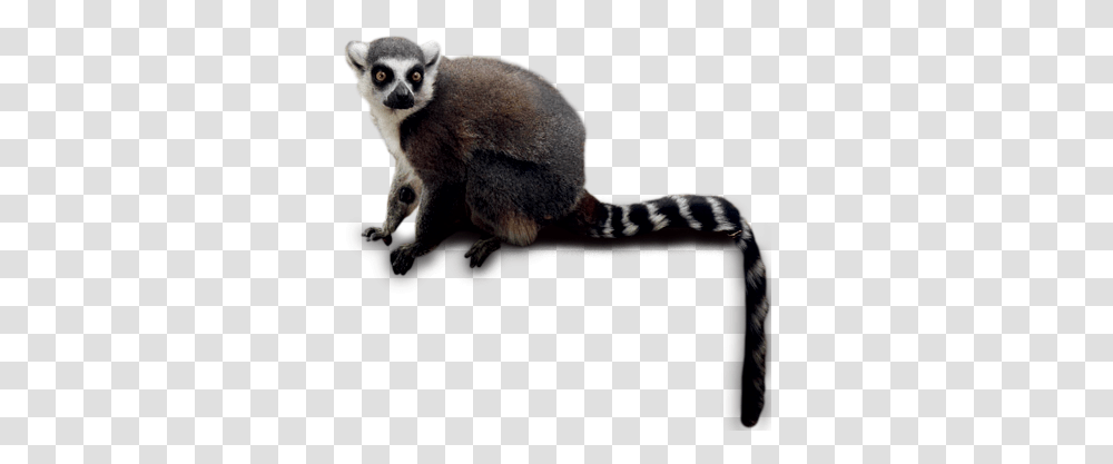 Download Free Lemur Lemur, Animal, Wildlife, Mammal, Cat Transparent Png
