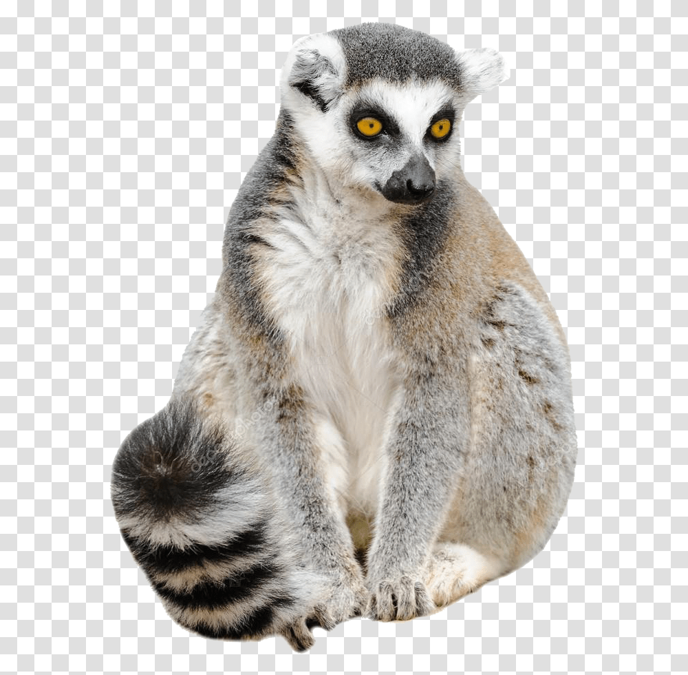 Download Free Lemur Pic Lemur, Wildlife, Mammal, Animal, Bear Transparent Png