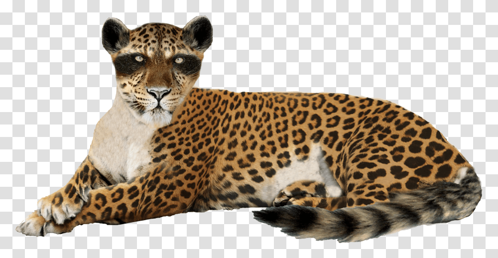 Download Free Leopard Image Leopard, Wildlife, Animal, Mammal, Panther Transparent Png