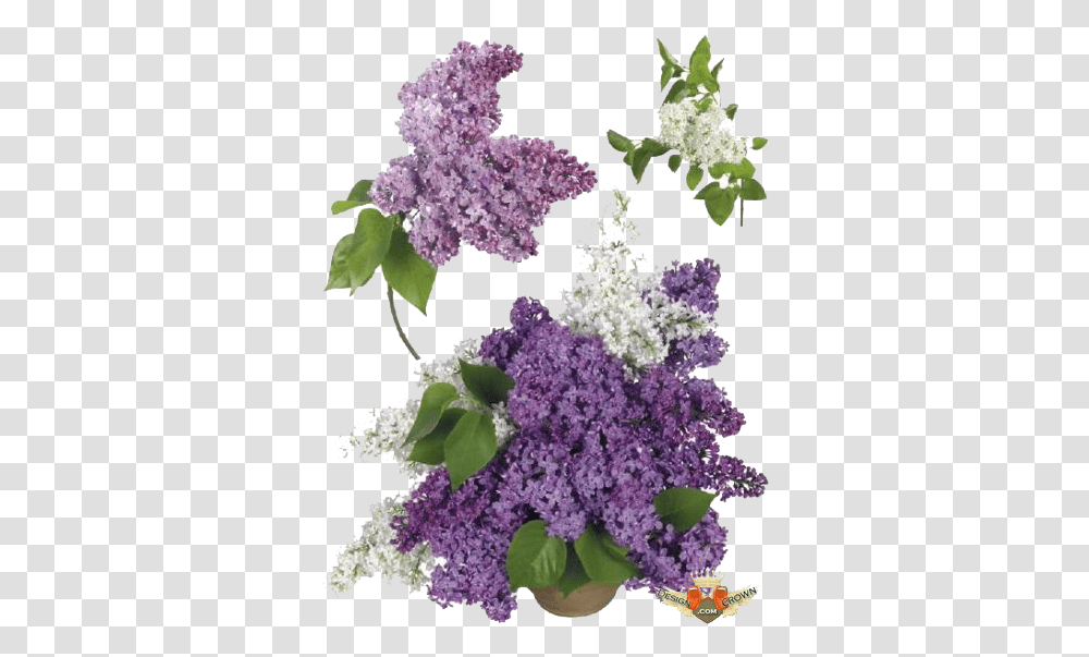 Download Free Lilac Image Lilac, Plant, Flower, Blossom Transparent Png