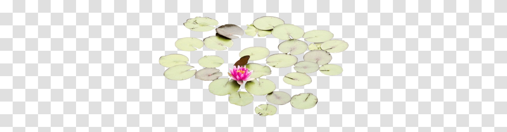 Download Free Lily Pads With One Rose Landscape Water Lily, Plant, Flower, Blossom, Pond Lily Transparent Png