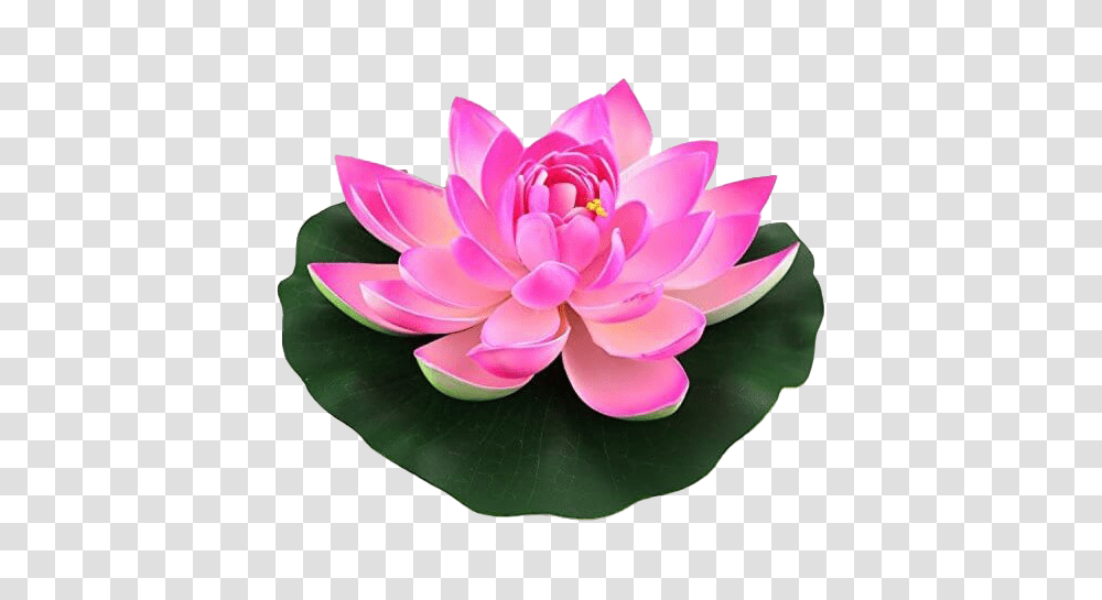 Download Free Lotus Flower Lotus Flower, Plant, Dahlia, Blossom, Pond Lily Transparent Png