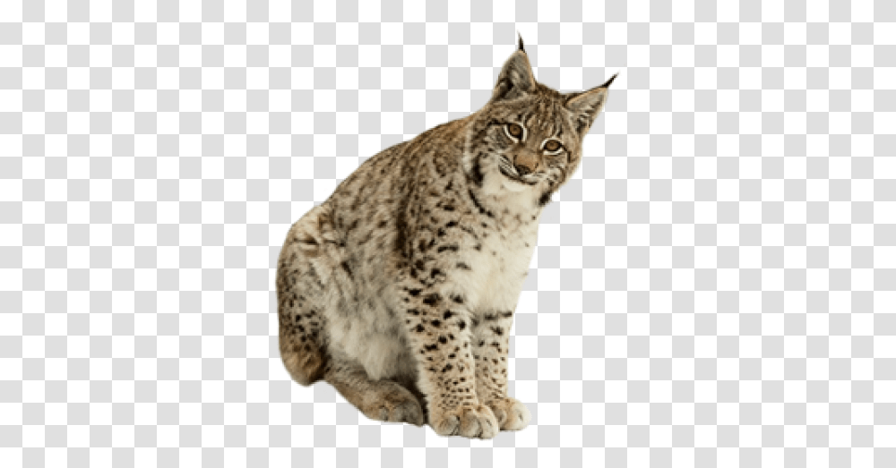 Download Free Lynx Image Lynx, Panther, Wildlife, Mammal, Animal Transparent Png
