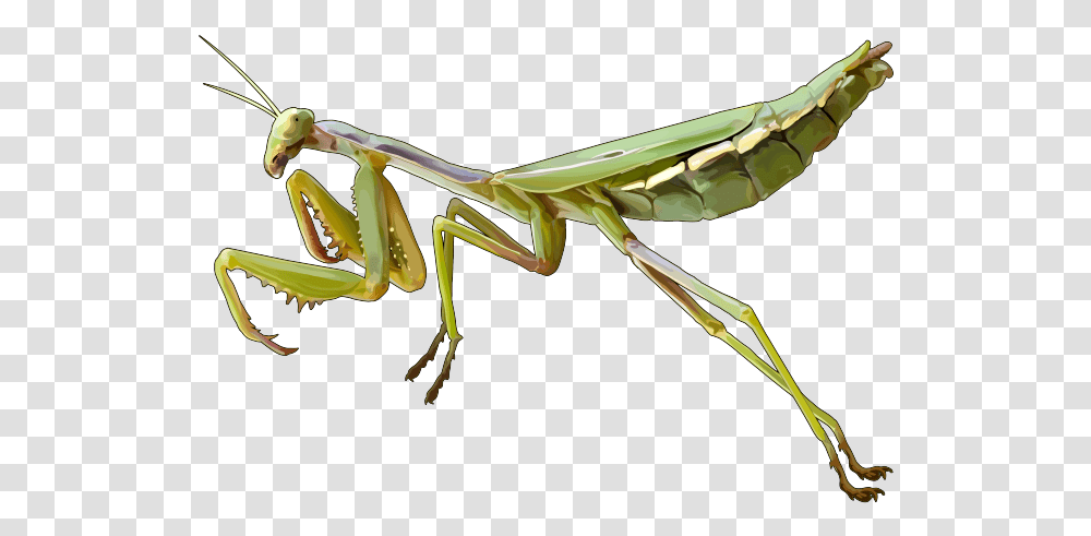 Download Free Mantis Pic Mantis, Insect, Invertebrate, Animal, Bow Transparent Png