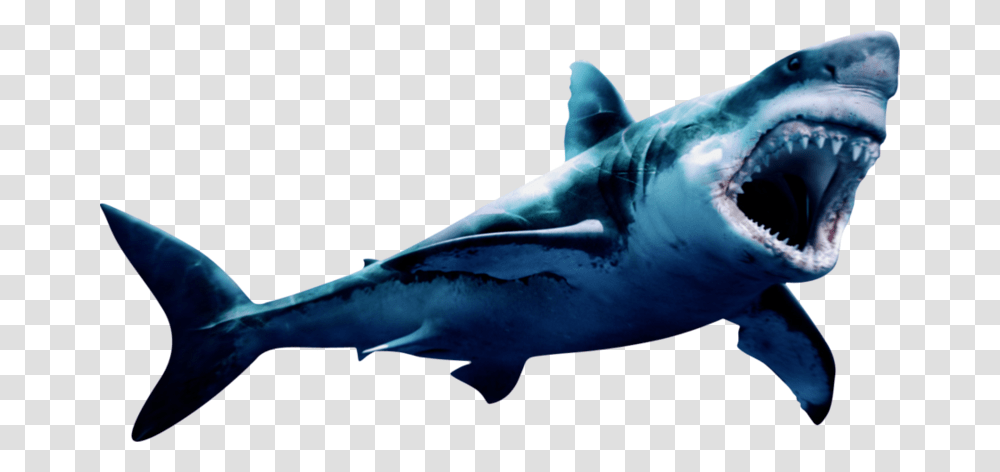 Download Free Megalodon Pic Geometric Shark Painting, Sea Life, Fish, Animal, Great White Shark Transparent Png
